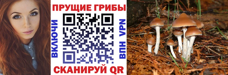 Галлюциногенные грибы Psilocybe  Александров 